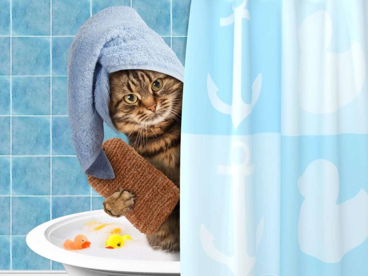 Сын вышел из душа. Кот в полотенце. Кот в ванной. Котик в душе. Котики после ванны.