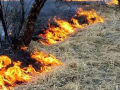 трава горит