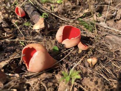 червоні гриби