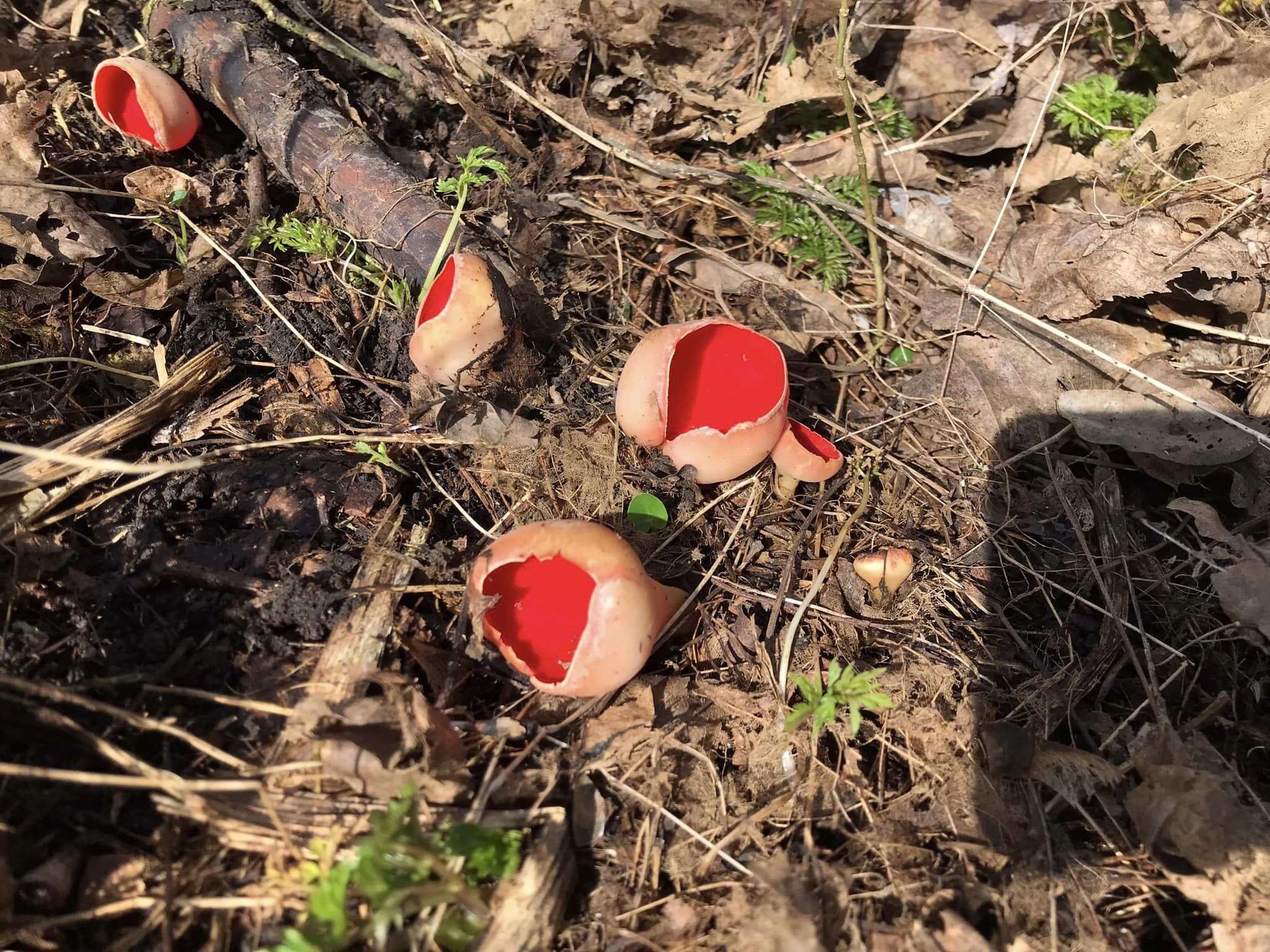червоніі гриби