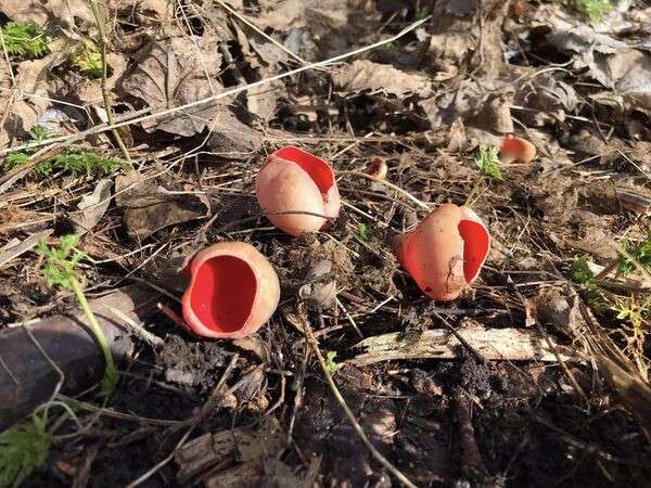 червоні гриби