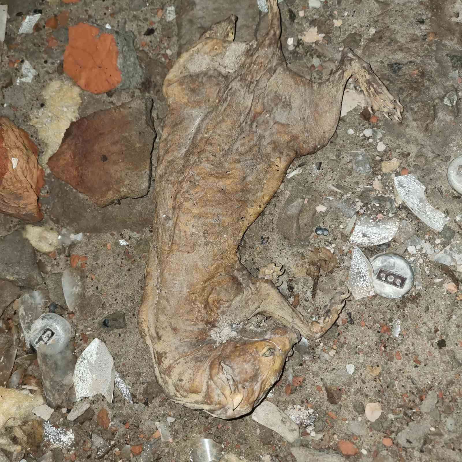 загиблі у підвалі коти Кам'янське