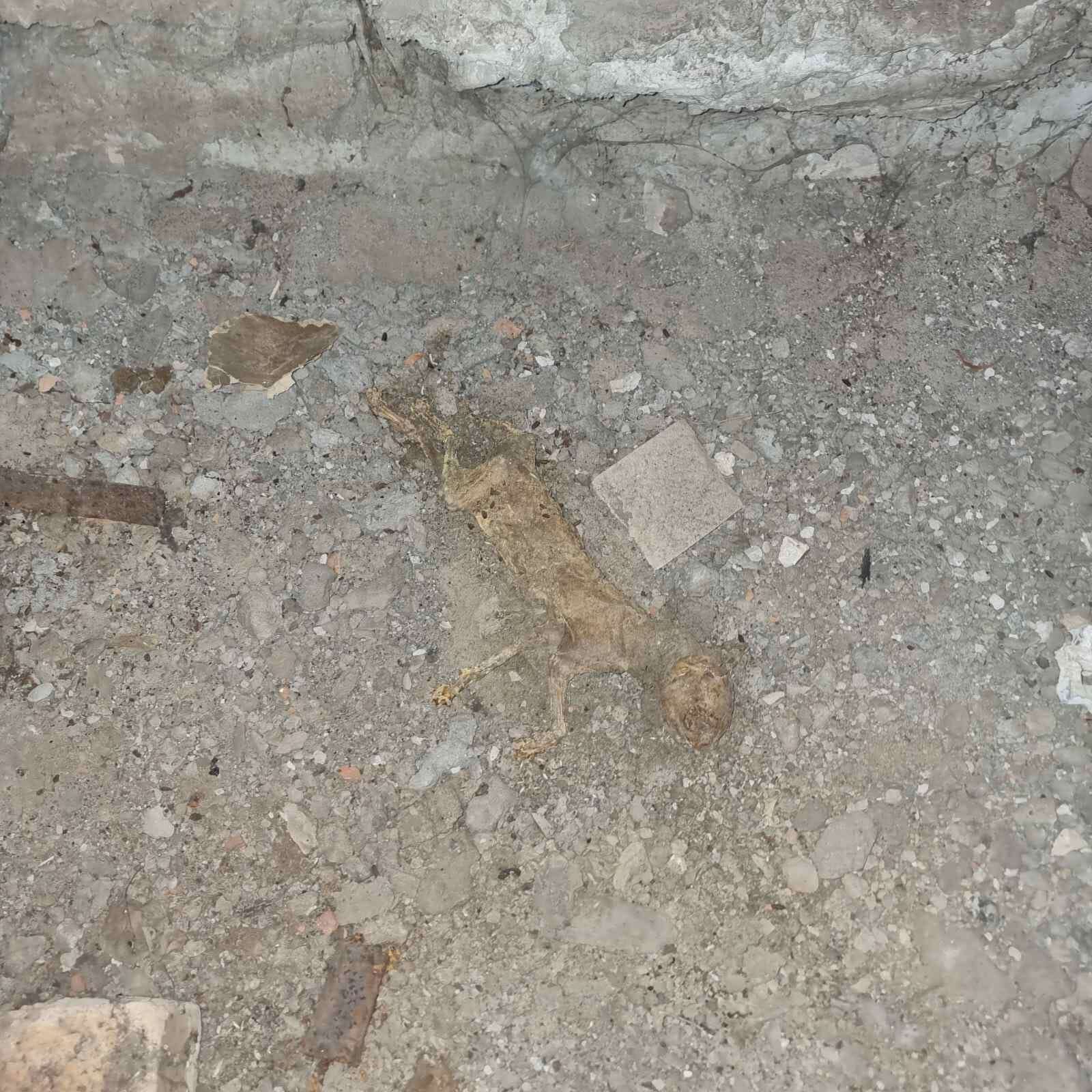 загиблі у підвалі коти Кам'янське