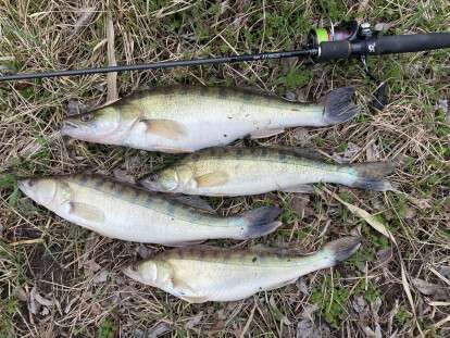 судак, Днепр, рыбалка