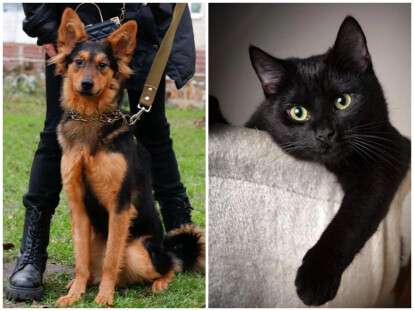 Чотирилапі шукають родину, Дніпро