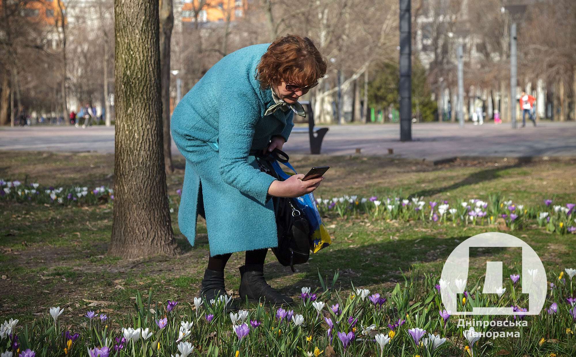 крокуси в Дніпрі