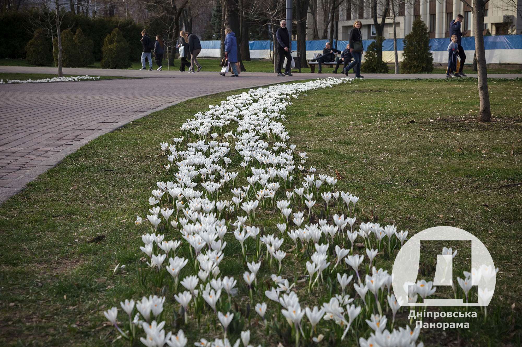 крокуси в Дніпрі