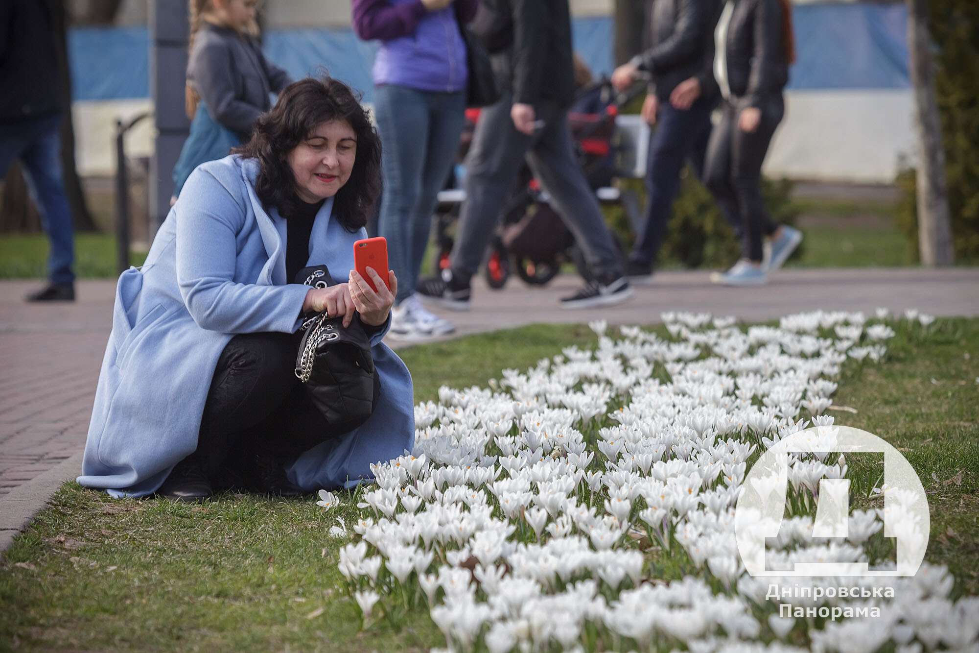 крокуси в Дніпрі