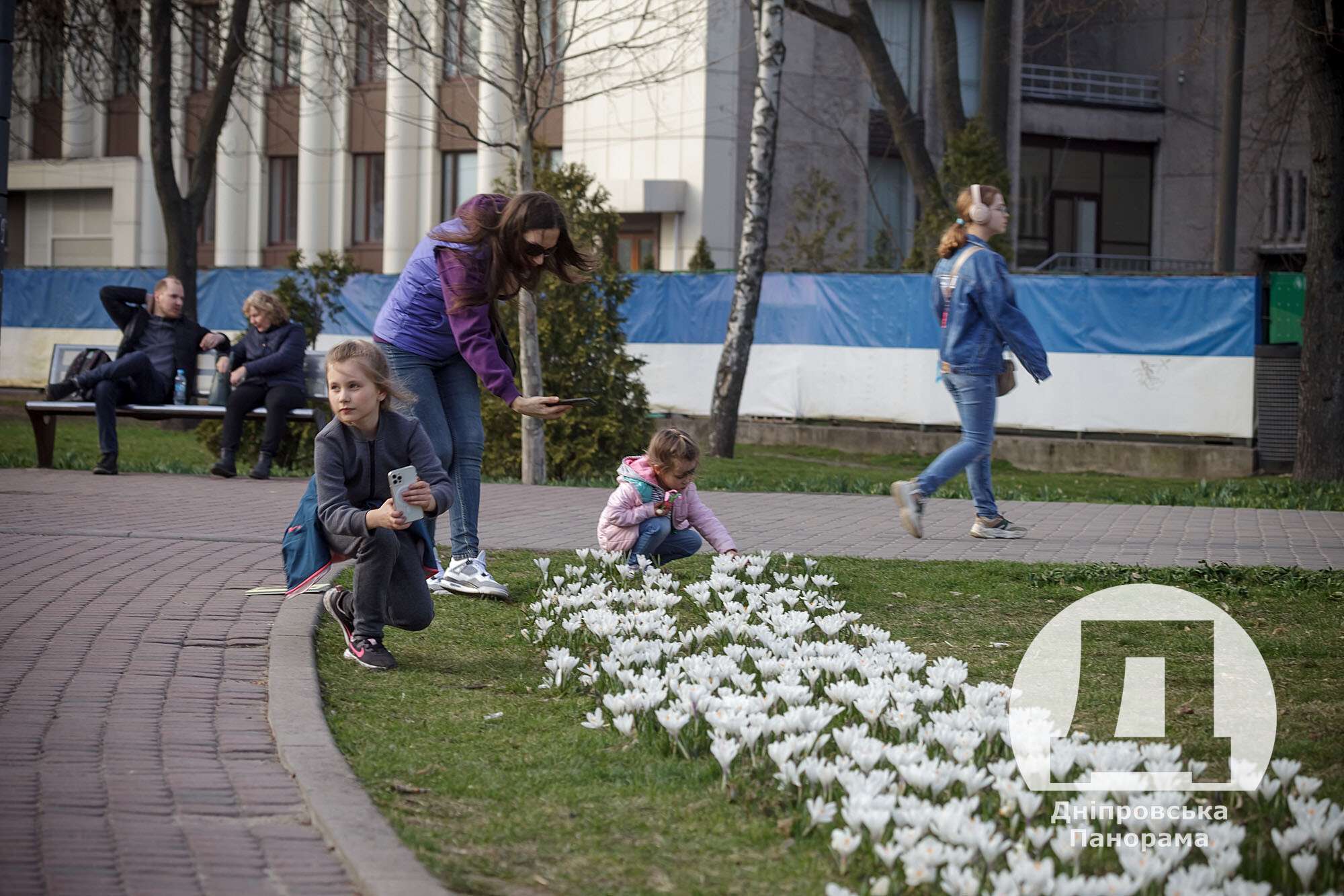 крокуси в Дніпрі