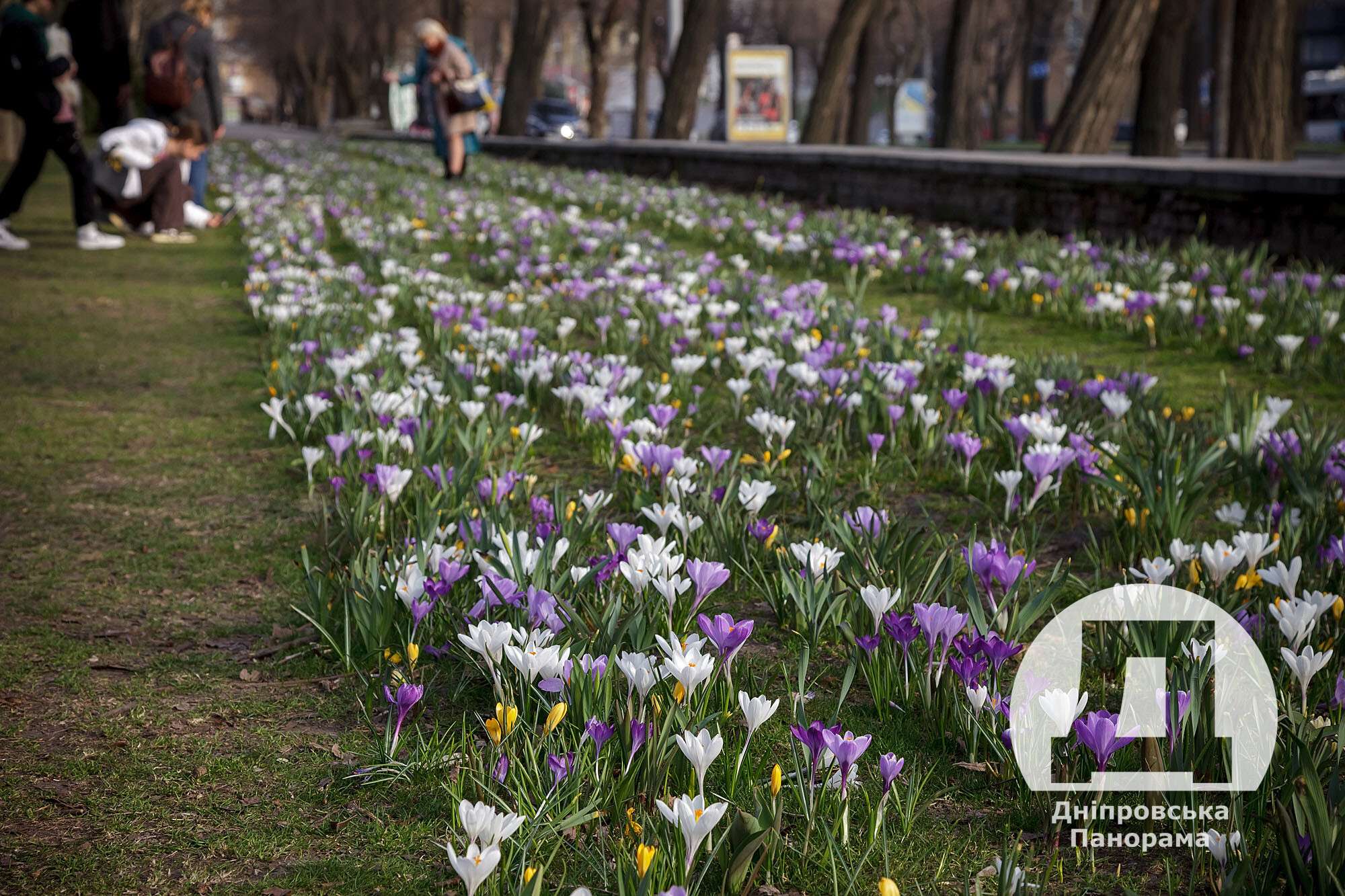 крокуси в Дніпрі