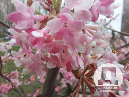 калина Фаррера, Дніпро2