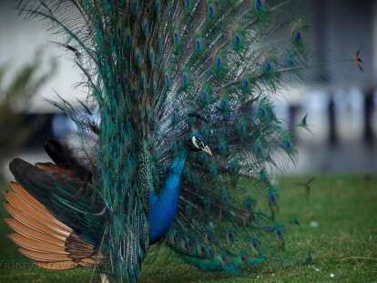 яхт-клуб Січ11