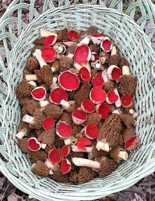 Необычные грибы на Днепропетровщине
