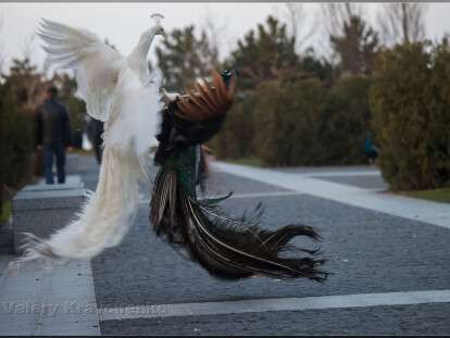 павичі, Дніпро2