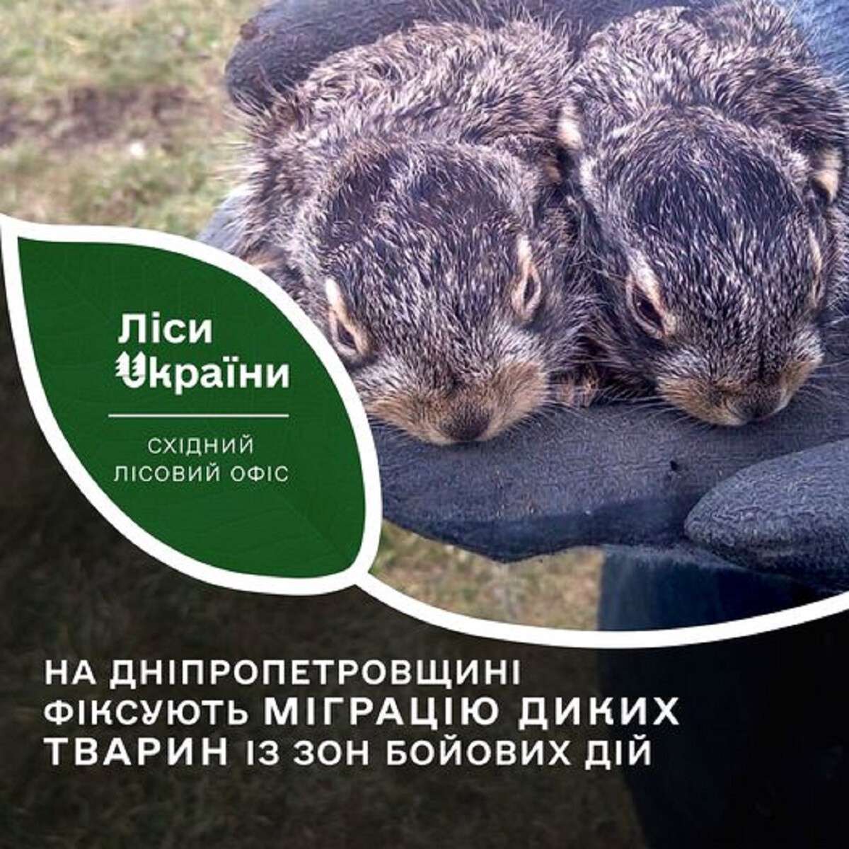 в лісах Дніпропетровщини побільшало диких тварин