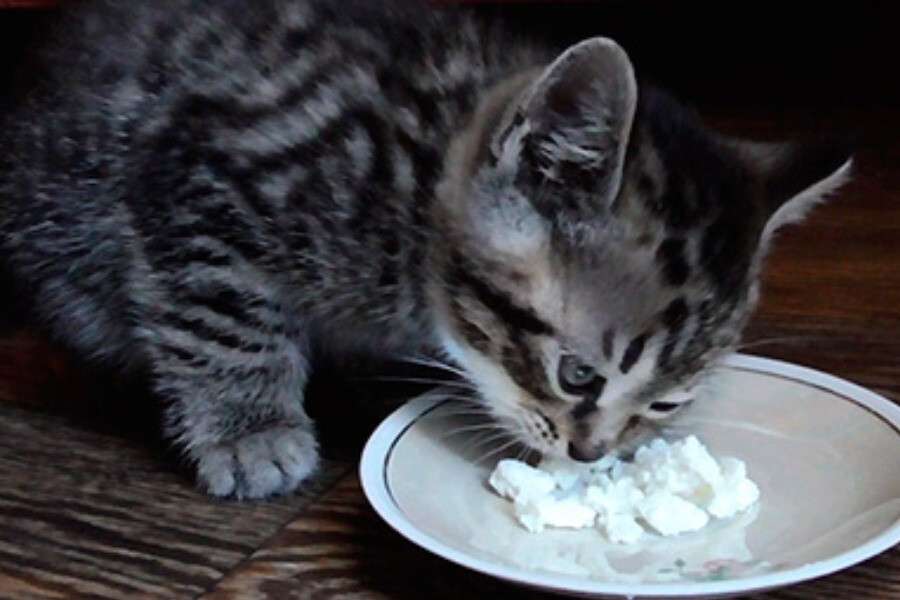 Можно коту творог. Котенок ест. Котенок ест творог. Котенок ест сметану. Творог с кошкой.
