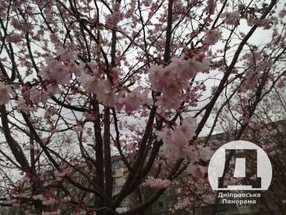 сакури, Дніпро3