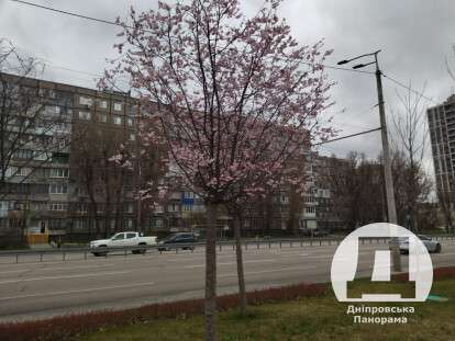 сакури, Дніпро6