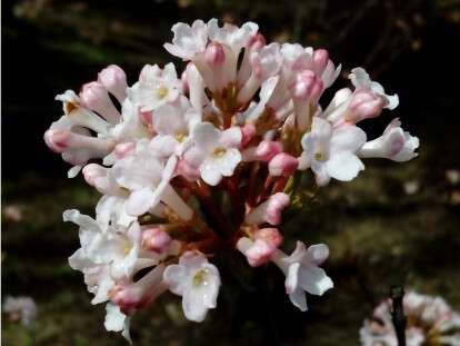 Ботсад ДНУ, Дніпро