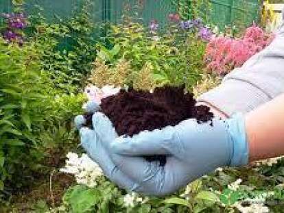 AnyConv.com__цветы земля