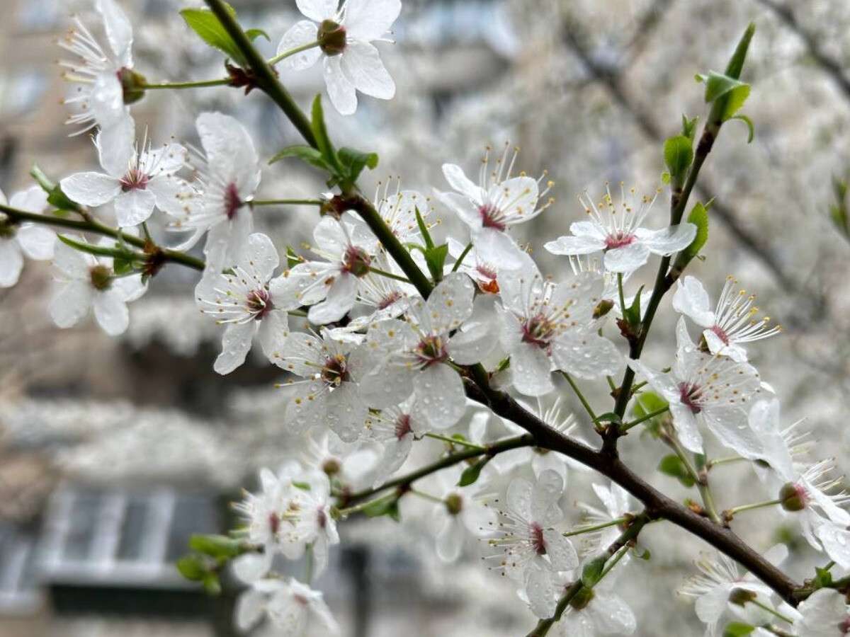 весна Дніпро