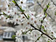 весна Дніпро