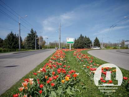 тюльпаны в Днепре4