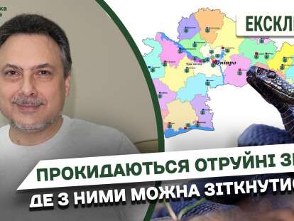 гассо1