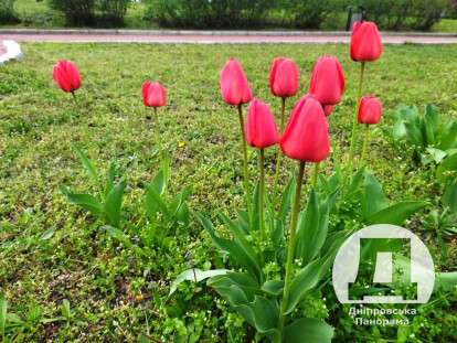тюльпани Дніпро