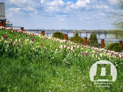 тюльпани Дніпро2