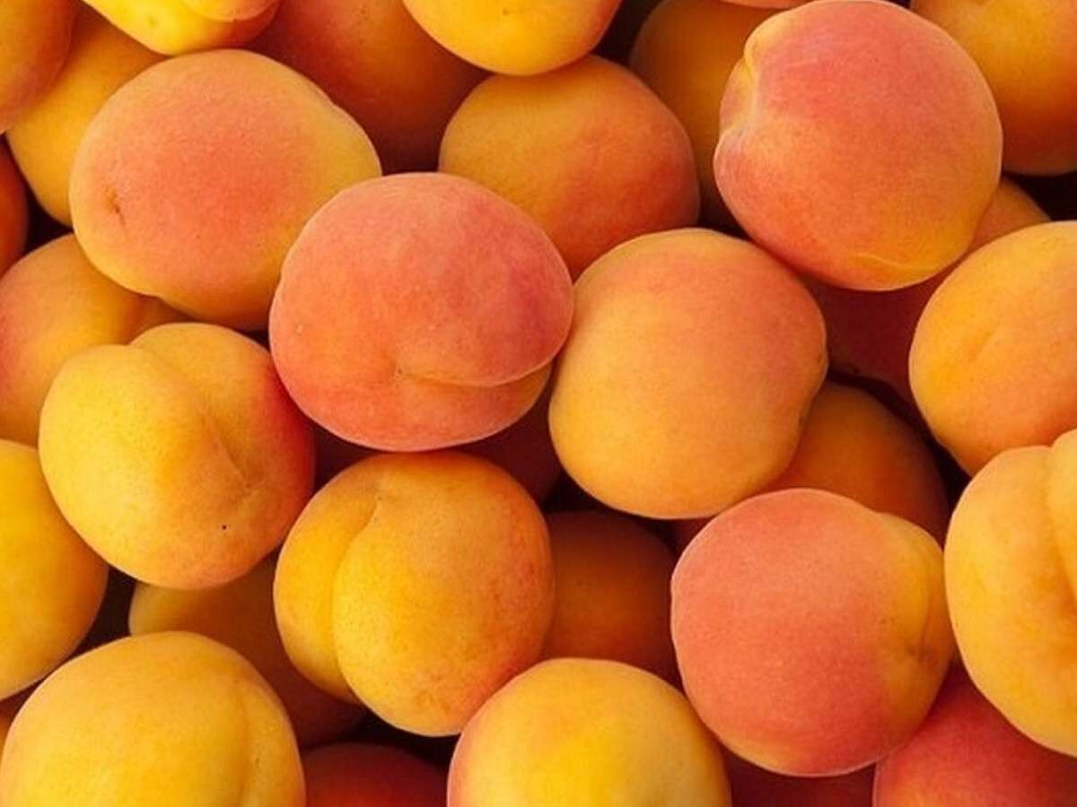 абрикосы россыпь