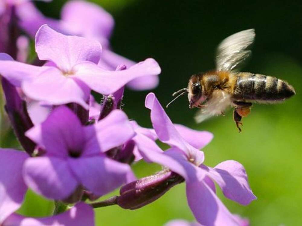 заборонено ображати бджіл 28 квітня