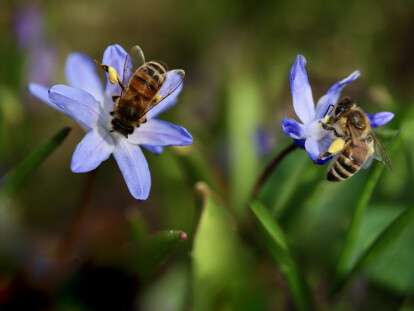 День Зосими, покровителя бджільництва
