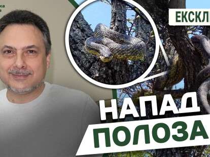 Напад каспійського полоза