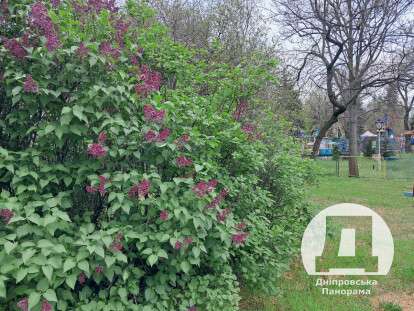 бузок, Дніпро