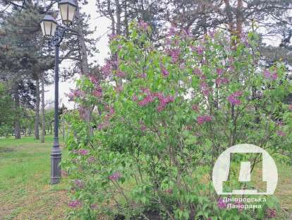 бузок, Дніпро