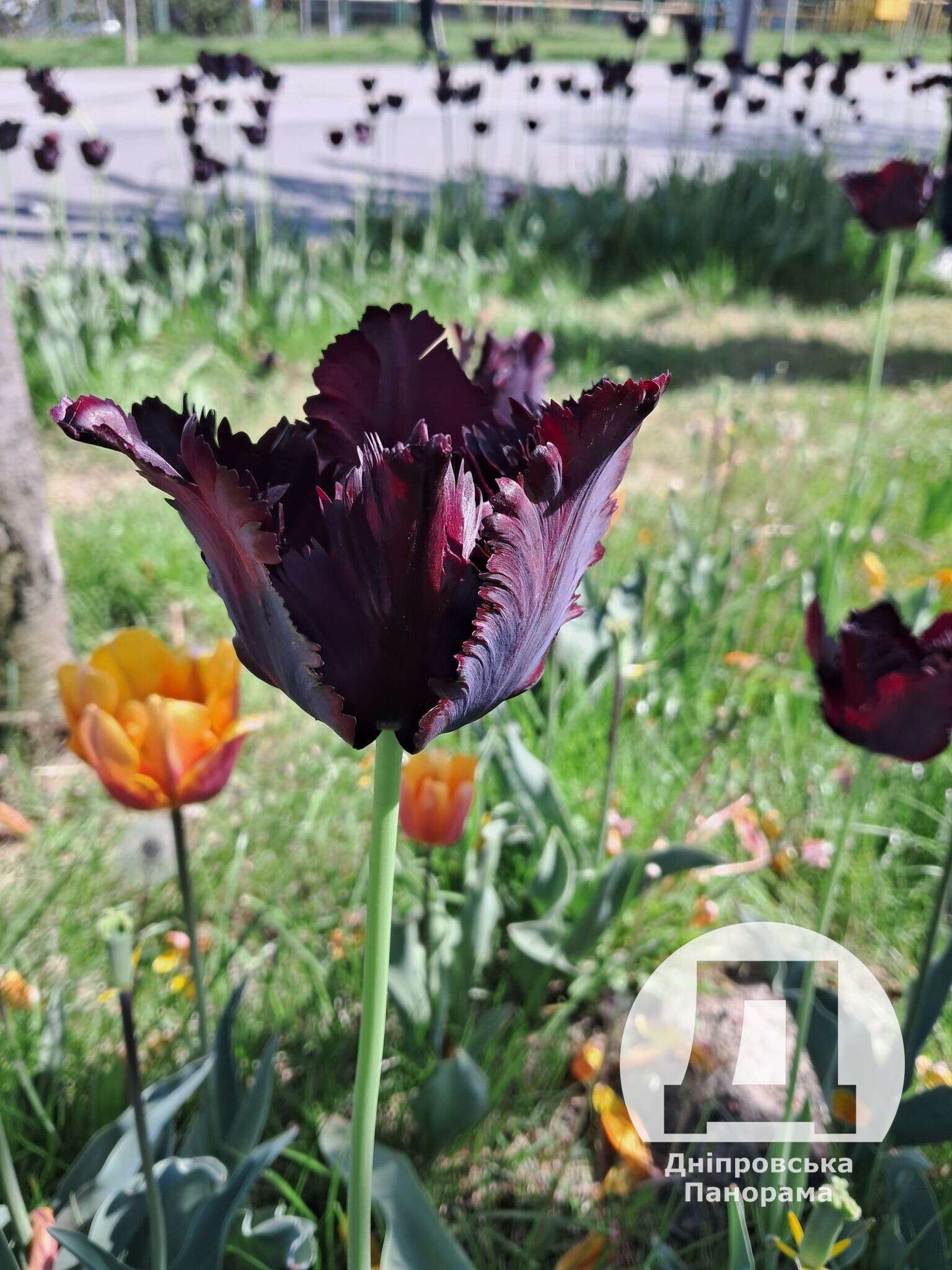 чорні тюльпани Дніпро12