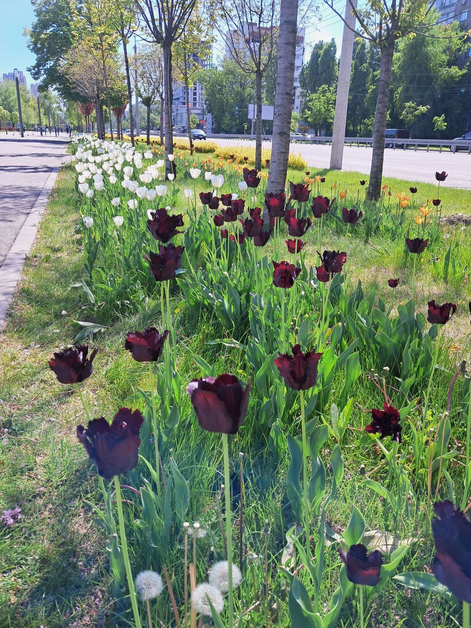 чорні тюльпани Дніпро13