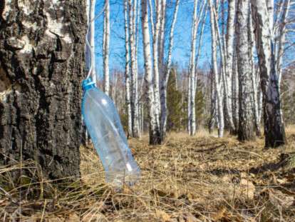 символом 11 травня є березовий сік