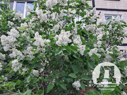 12 травня, у православному світі вшановують пам'ять дев'яти мучеників