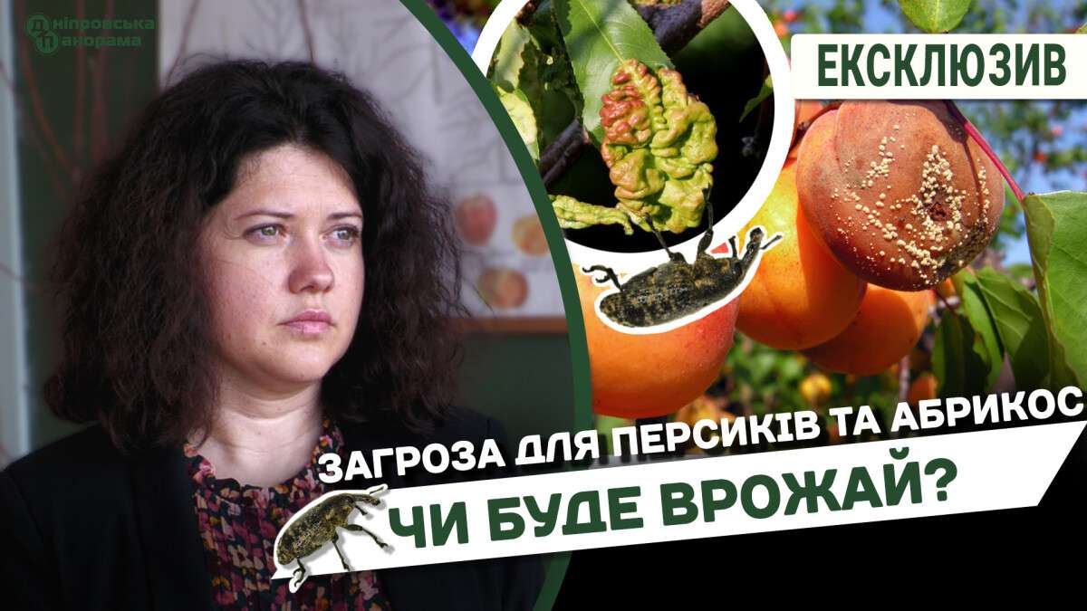 Чи буде врожай абрикос та персивів на Дніпропетровщині
