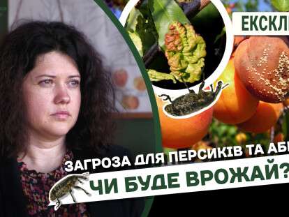 Чи буде врожай абрикос та персивів на Дніпропетровщині