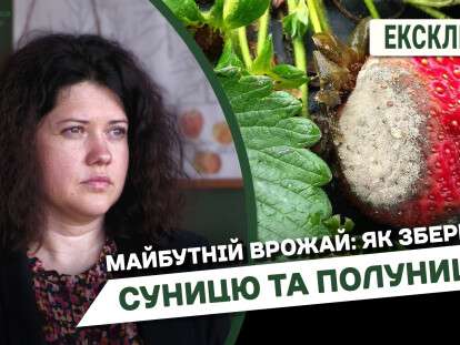 Майбутній_врожай_як_зберегти_суницю_та_полуницюпод
