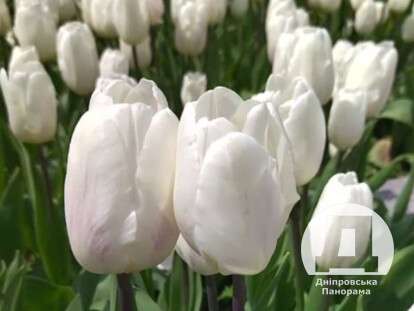 яке народне свято 17 травня