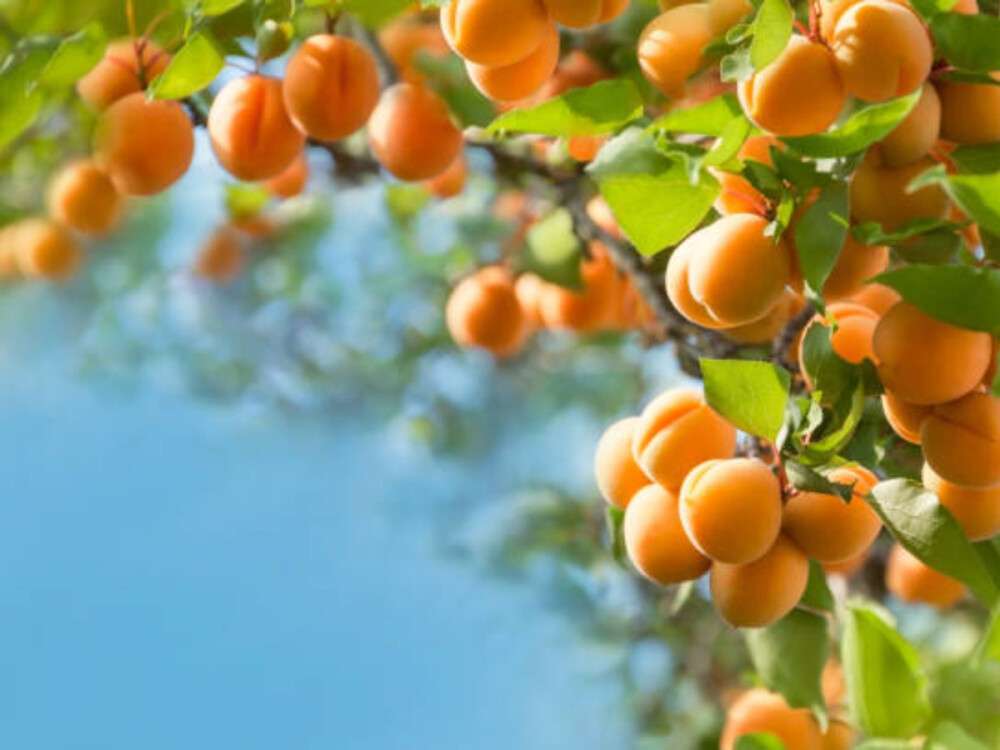 скільки у Дніпрі коштують абрикоси