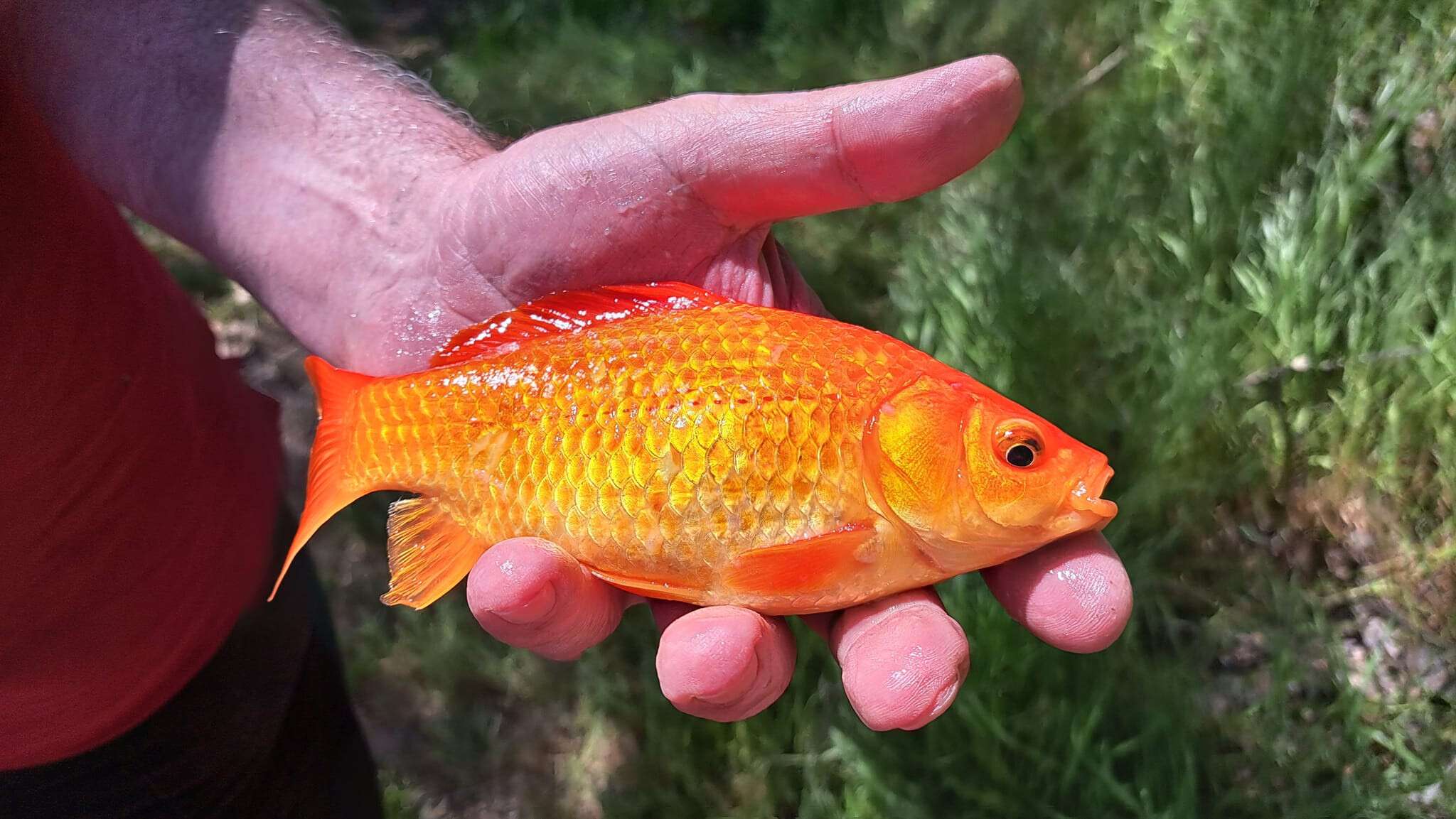золота рибка у Дніпрі