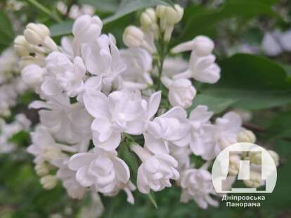 Яке сьогодні свято