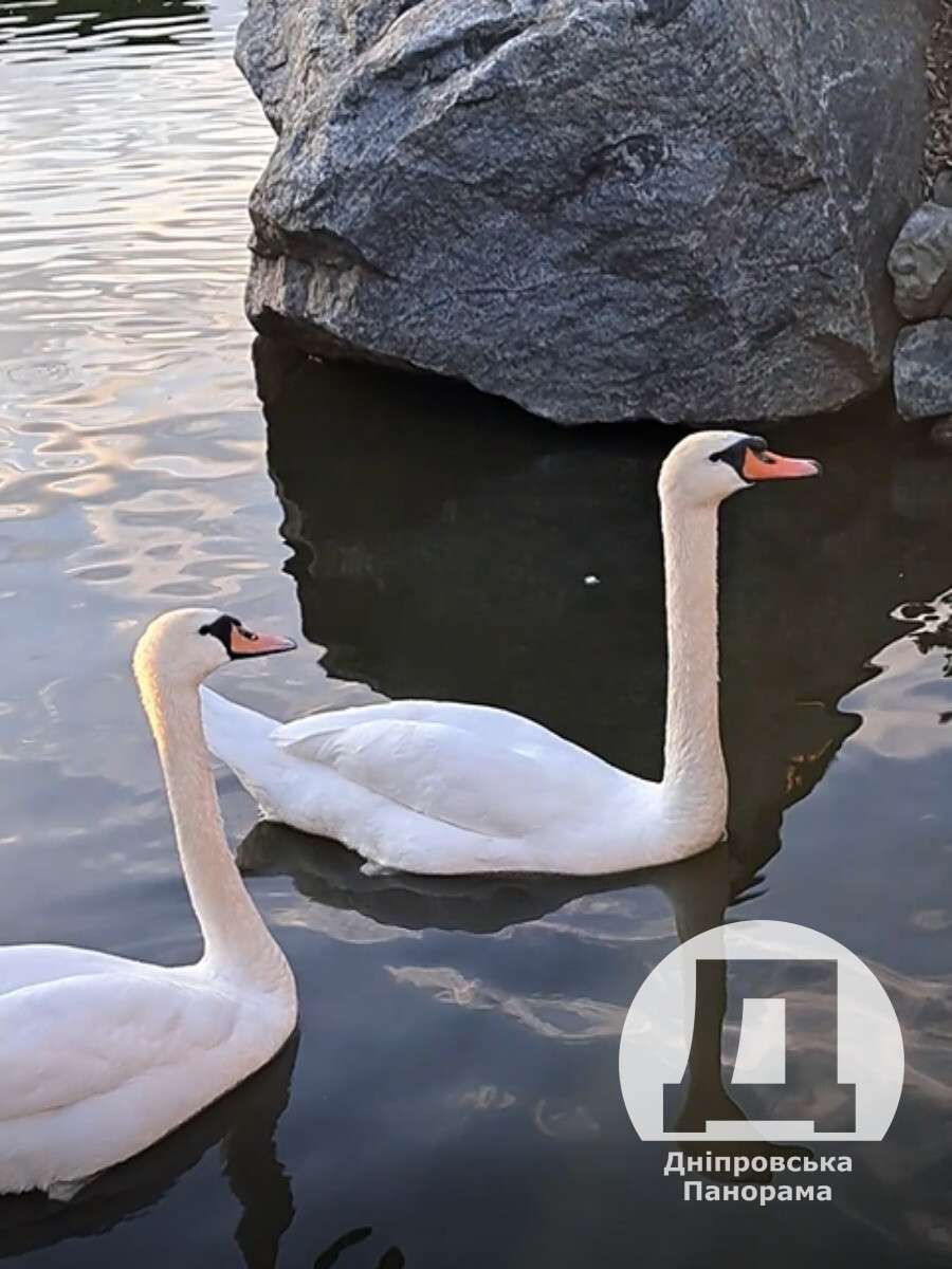 лебеді у Дніпрі