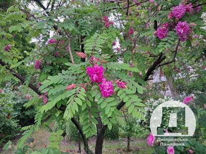 У Дніпрі розквітла рожева акація