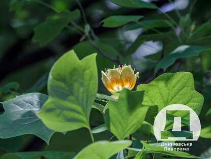 У центрі Дніпра розквітають екзотичні тюльпанові дерева